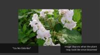 1 HYDRANGEA 'IZU NO ODORIKO' - 2