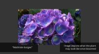 1 HYDRANGEA 'MATHILDA GUTGES' - 2