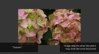 1 HYDRANGEA 'VALVERT' - 2