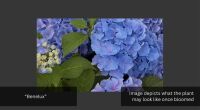 1 HYDRANGEA 'BENELUX' - 2