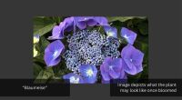 1 HYDRANGEA 'BLAUMEISE' - 2