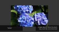1 HYDRANGEA 'ADRIA' - 2