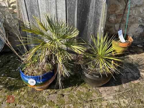 2 X MINI PALM TREES IN CERAMIC POTS