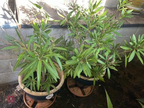2 X LARGE PINK OLEANDER'S