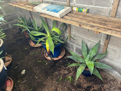 5 X MIXED SIZE AGAVE PLANT