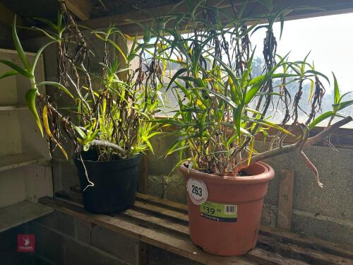 2 X ALOE PLANTS IN PLASTIC POTS
