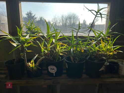 5 X SMALL ALOE PLANT IN PLASTIC POTS