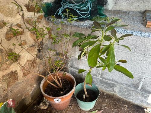 2 PLANTS IN POTS
