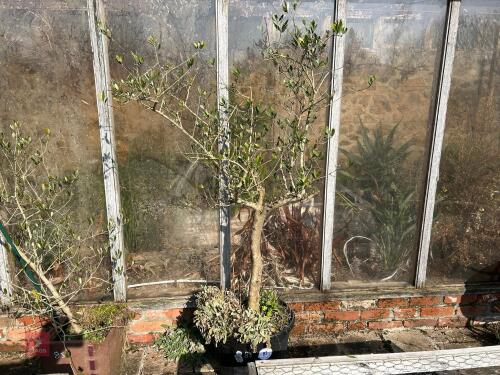 LARGE OLIVE TREE IN PLASTIC POT