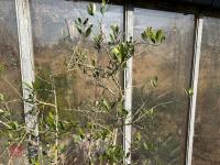 LARGE OLIVE TREE IN PLASTIC POT - 4