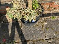 LARGE OLIVE TREE IN PLASTIC POT - 6