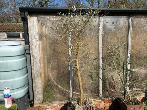 LARGE OLIVE TREE IN PLASTIC POT