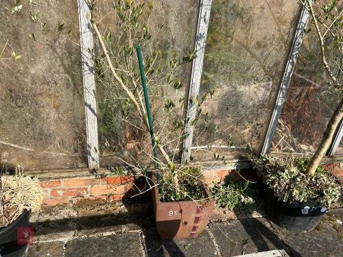 LARGE OLIVE TREE IN PLASTIC POT