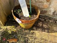 SUNBURST CHERRY TREE IN POT - 3