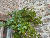 LARGE BAY TREE IN CERAMIC POT - 2