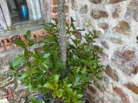 LARGE BAY TREE IN CERAMIC POT - 4