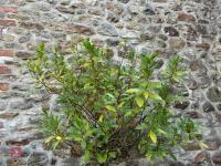 LARGE BAY TREE IN CERAMIC POT - 2