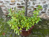 LARGE BAY TREE IN CERAMIC POT - 4