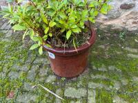 LARGE BAY TREE IN CERAMIC POT - 5