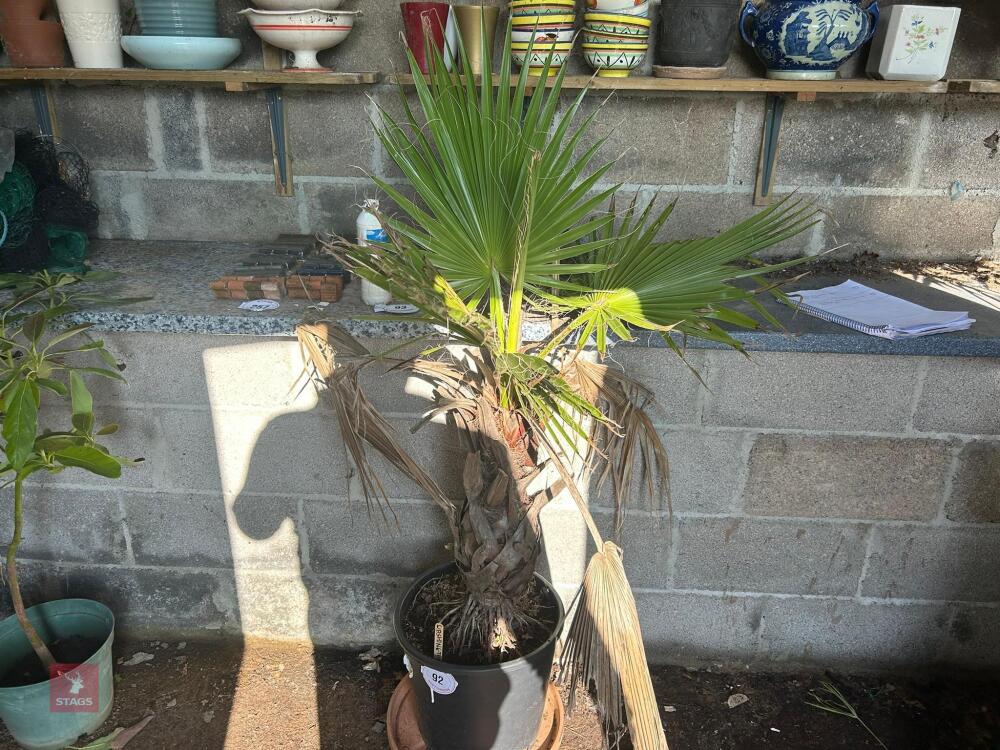 WASHINGTON PALM TREE