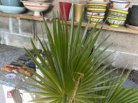 WASHINGTON PALM TREE - 2