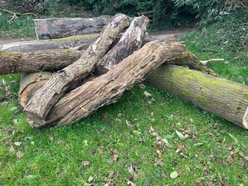 10 SECTIONS OF TREE TRUNKS INLCUDING OAK