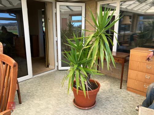 YUCCA PLANT IN POT
