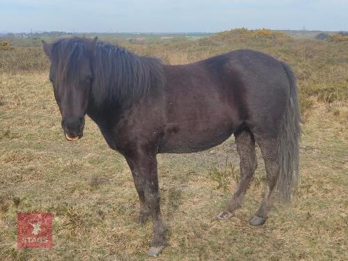 7YR NATIVE DARTMOOR MARE PONY **UPDATED DESCRIPTION**