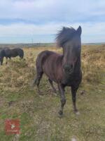 7YR NATIVE DARTMOOR MARE PONY **UPDATED DESCRIPTION** - 2