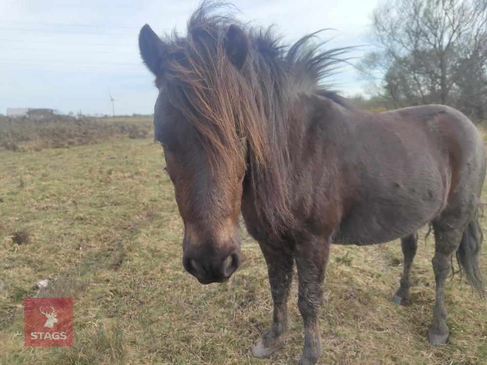 7YR NATIVE DARTMOOR GELDING PONY **UPDATED DESCRIPTION**