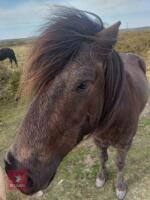 7YR NATIVE DARTMOOR GELDING PONY **UPDATED DESCRIPTION** - 2