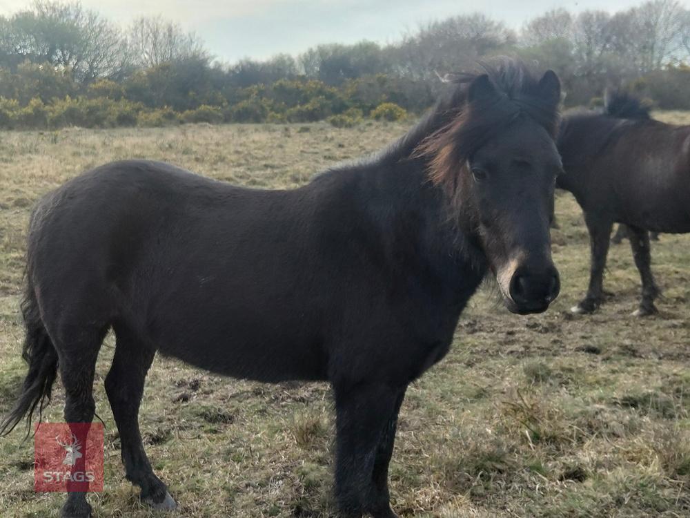 8YR NATIVE DARTMOOR GELDING PONY **UPDATED DESCRIPTION**