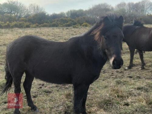 8YR NATIVE DARTMOOR GELDING PONY **UPDATED DESCRIPTION**