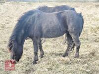 8YR NATIVE DARTMOOR GELDING PONY **UPDATED DESCRIPTION** - 2