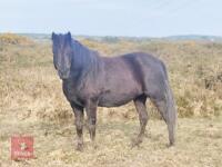 7YR NATIVE DARTMOOR GELDING PONY **UPDATED DESCRIPTION**