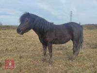 7YR NATIVE DARTMOOR GELDING PONY **UPDATED DESCRIPTION** - 2