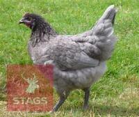3 BLUE MARAN POINT OF LAY BIRDS BIDS PER LIFE
