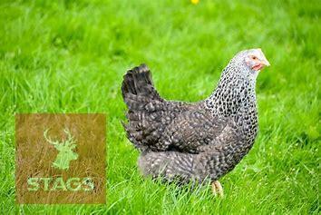 3 SPECKLEDY POINT OF LAY BIRDS BIDS PER LIFE