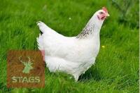 3 LIGHT SUSSEX POINT OF LAY BIRDS BIDS PER LIFE