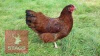 3 RHODE RED POINT OF LAY BIRDS BIDS PER LIFE