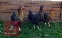 3 RHODE ROCK POINT OF LAY BIRDS BIDS PER LIFE