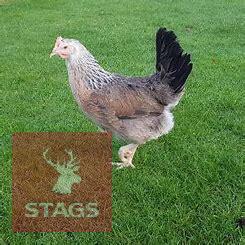 2 SILVER DUCKWING LEGHORN POL BIRDS BIDS PER LIFE