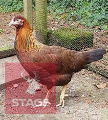 2 GOLD PARTRIDGE LEGHORN POL BIRDS BIDS PER LIFE