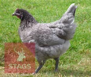 4 BLUE MARAN POINT OF LAY BIRDS BIDS PER LIFE