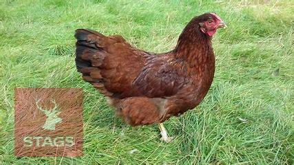 4 RHODE RED POINT OF LAY BIRDS BIDS PER LIFE
