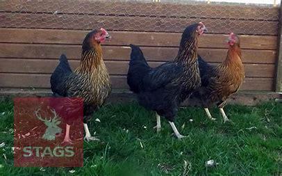 4 RHODE ROCK POINT OF LAY BIRDS BIDS PER LIFE