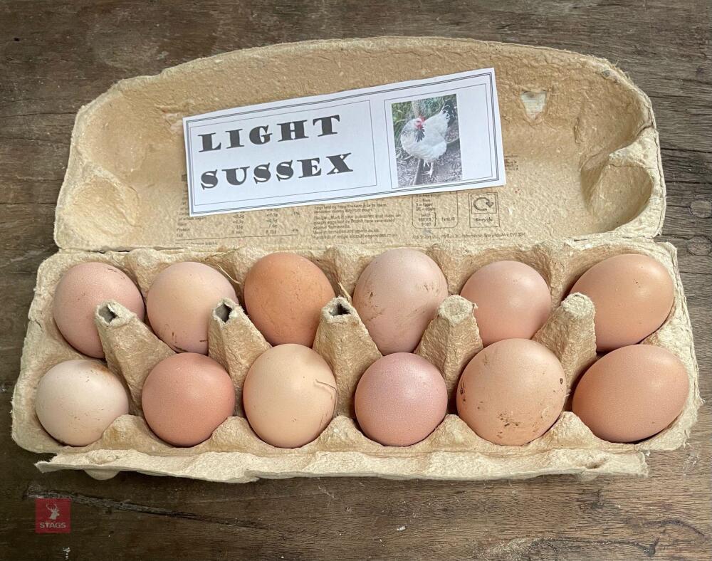 1 DOZEN LIGHT SUSSEX HATCHING EGGS BIDS FOR THE DOZEN