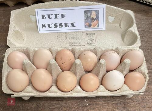 1 DOZEN BUFF SUSSEX HATCHING EGGS BIDS FOR THE DOZEN