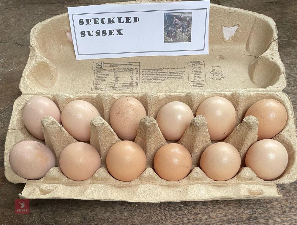 1 DOZEN SPECKLED SUSSEX HATCHING EGGS BIDS FOR THE DOZEN