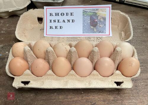 1 DOZEN RHODE ISLAND HATCHING EGGS BIDS FOR THE DOZEN